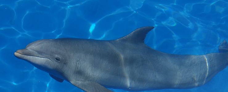 Dolphin jumping in a pool