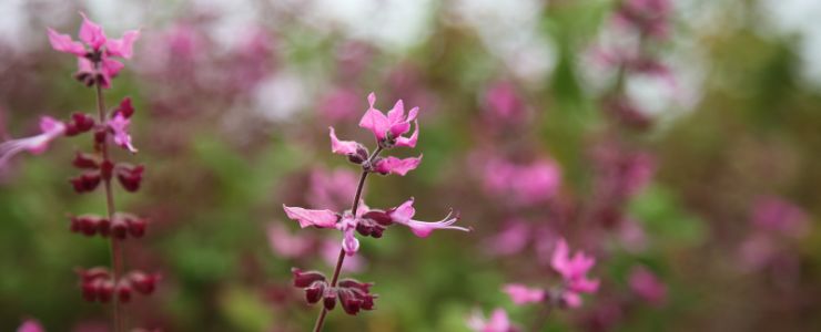 blooming flower sprays