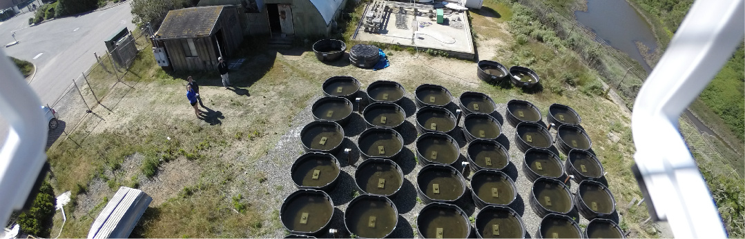 droneviewlongmarinelab