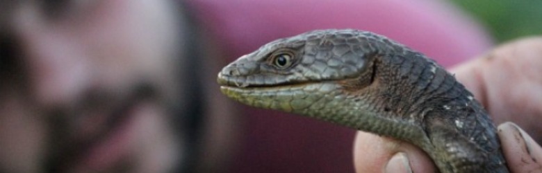 The lizard