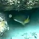 Professor Giacomo Bernardi documented tool use an orange-dotted tuskfish digs a clam out of the sand, carries it over to a rock, and repeatedly throws the clam against the rock to crush it.