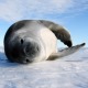Professor Dan Costa and colleagues of the Souther Ocean Global Ocean Ecosystems Dynamics (SO GLOBEC) program are trying to understand the southern ocean circulation processes around Antarctica and their effect on sea ice formation, Antarctic krill distributions and the factors that affect krill survivorship and availability to higher trophic levels. Their focus is to relate the behavior of crabeater seals to the distribution and abundance of krill and to examine factors which contribute to krill being the optimal prey.