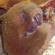 Assistant Professor Rita Mehta discovered that morays have a reduced capacity to suction feed and apprehend their prey by biting. When the prey item is apprehended in their oral jaws, morays protract a pair of pharyngeal jaws, located behind the head, into their oral cavity. Once in the oral cavity, the pharyngeal jaws bite down on the prey item and transport the prey into the esophagus.