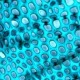 Assistant Professor Jarmila Pittermann studies xylem structure and function across the gymnosperm phylogeny